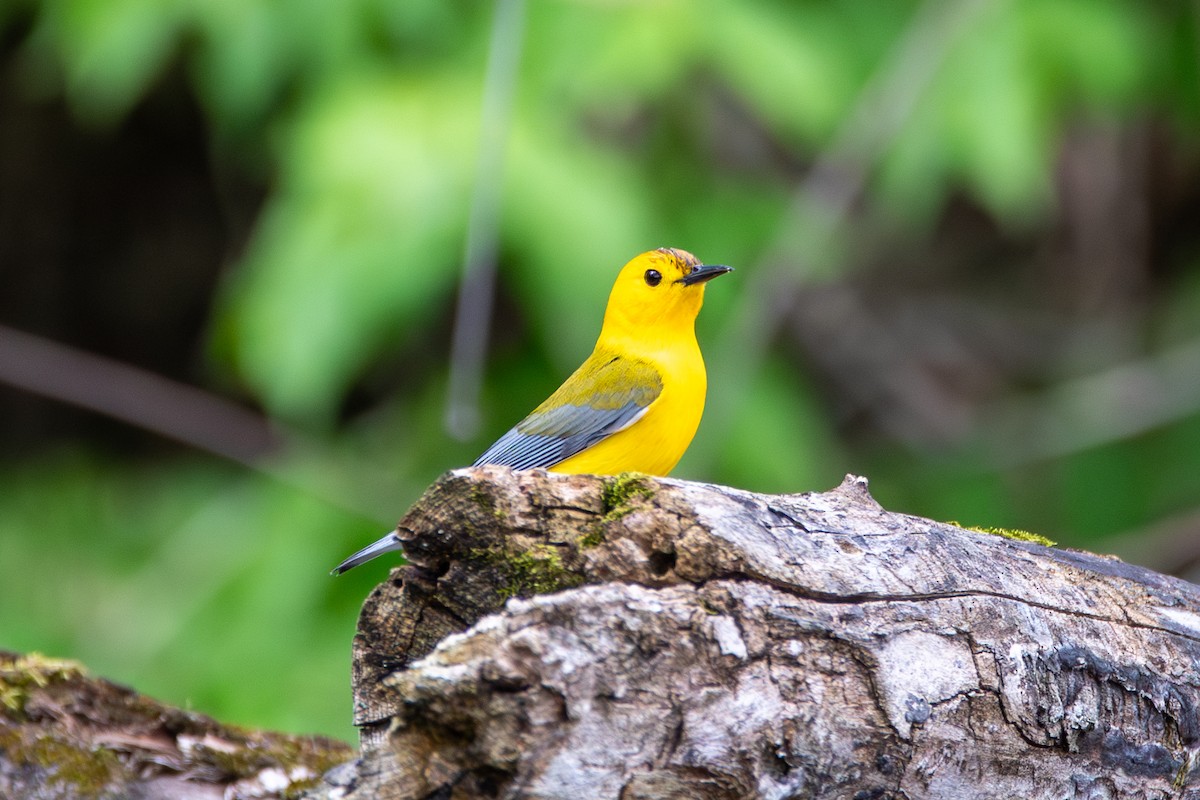 Prothonotary Warbler - Jessica Hayes