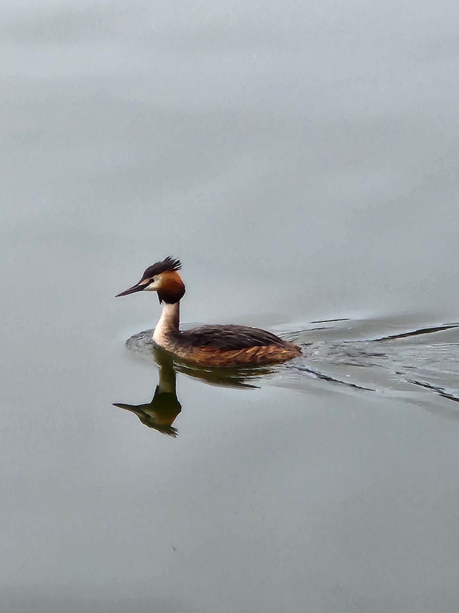 Great Crested Grebe - ML618042943