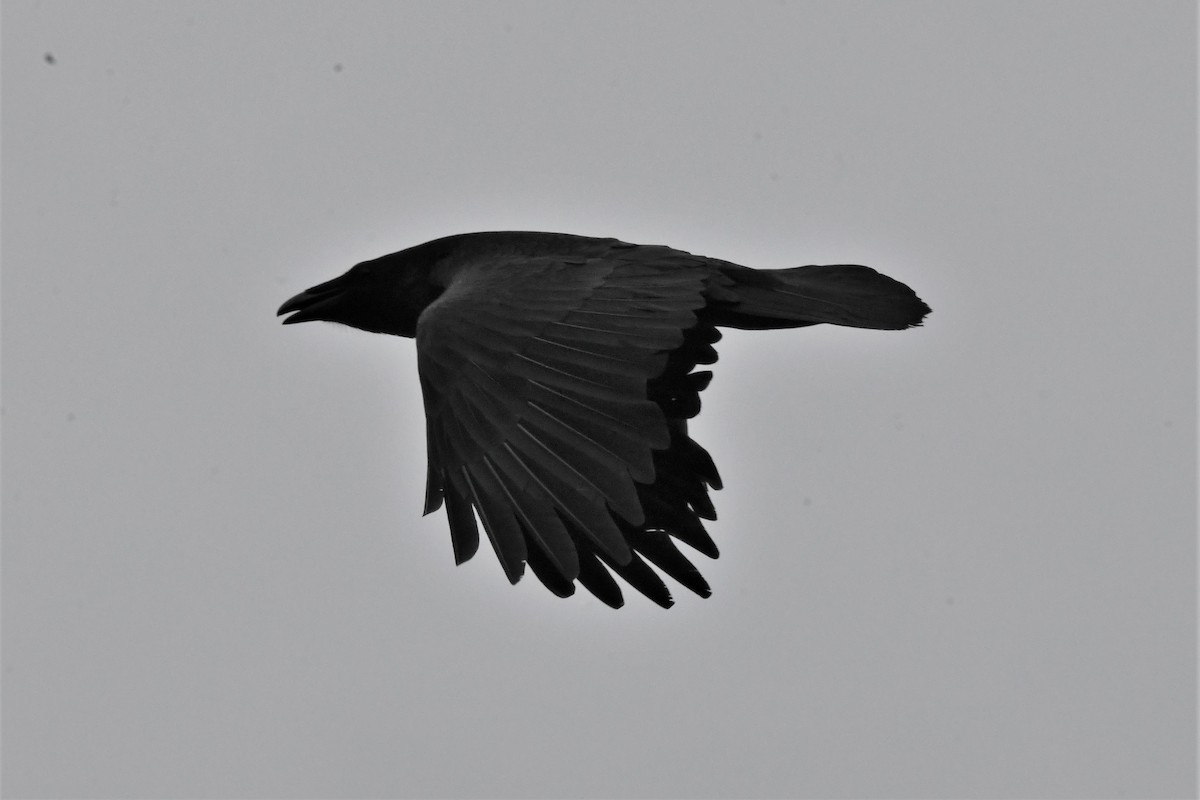 Common Raven - Mark Miller