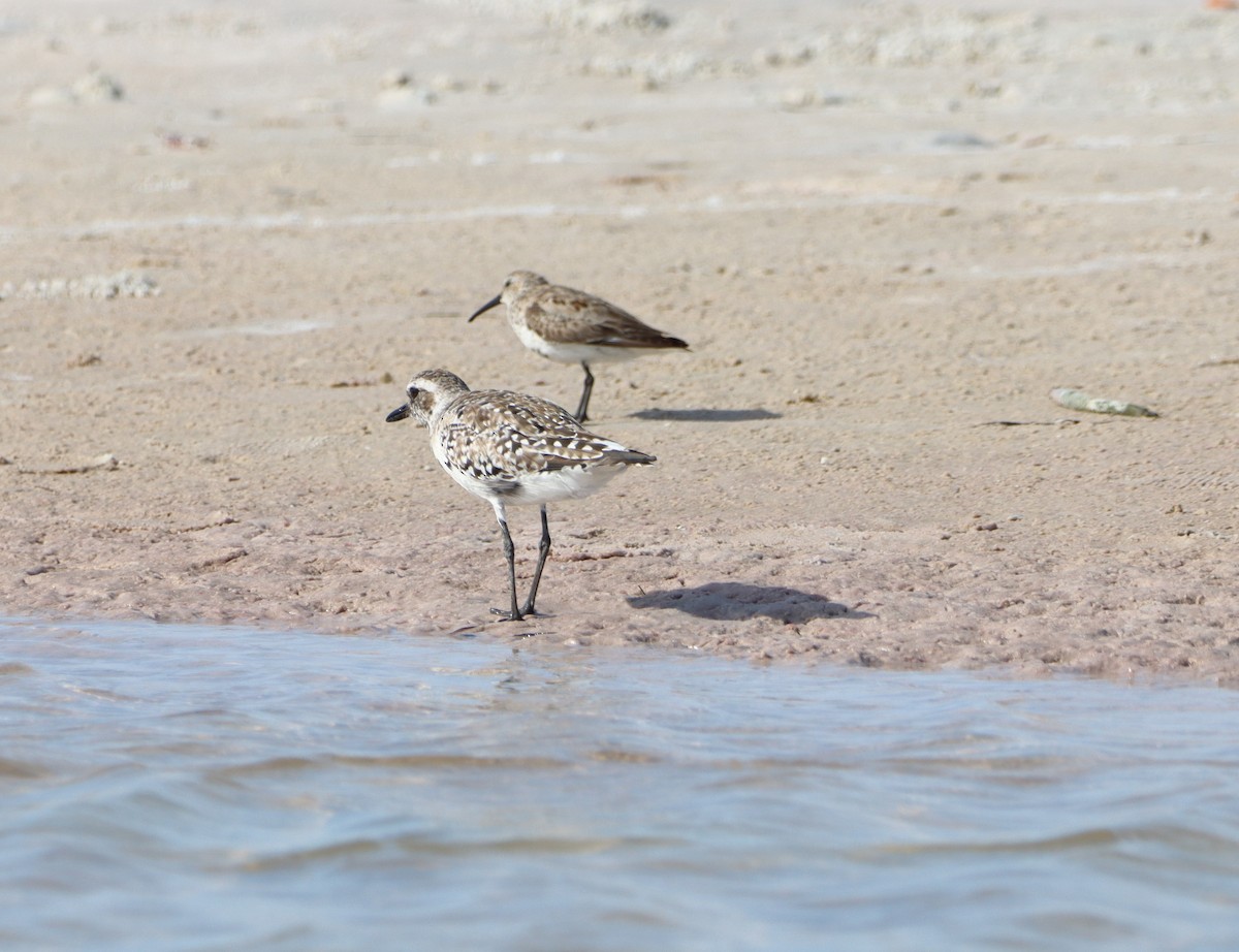 Black-bellied Plover - Chris Montroy