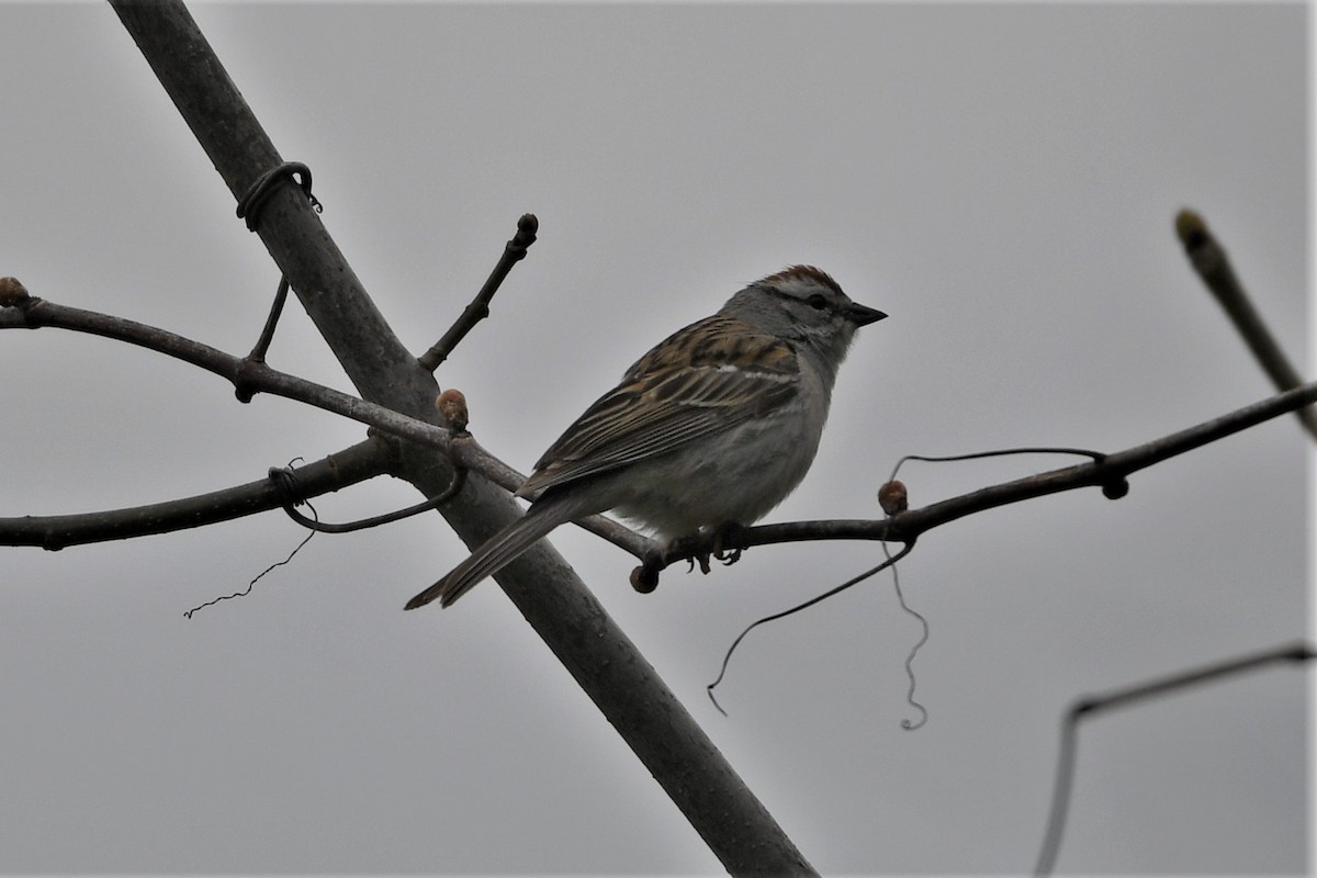 Chipping Sparrow - Mark Miller