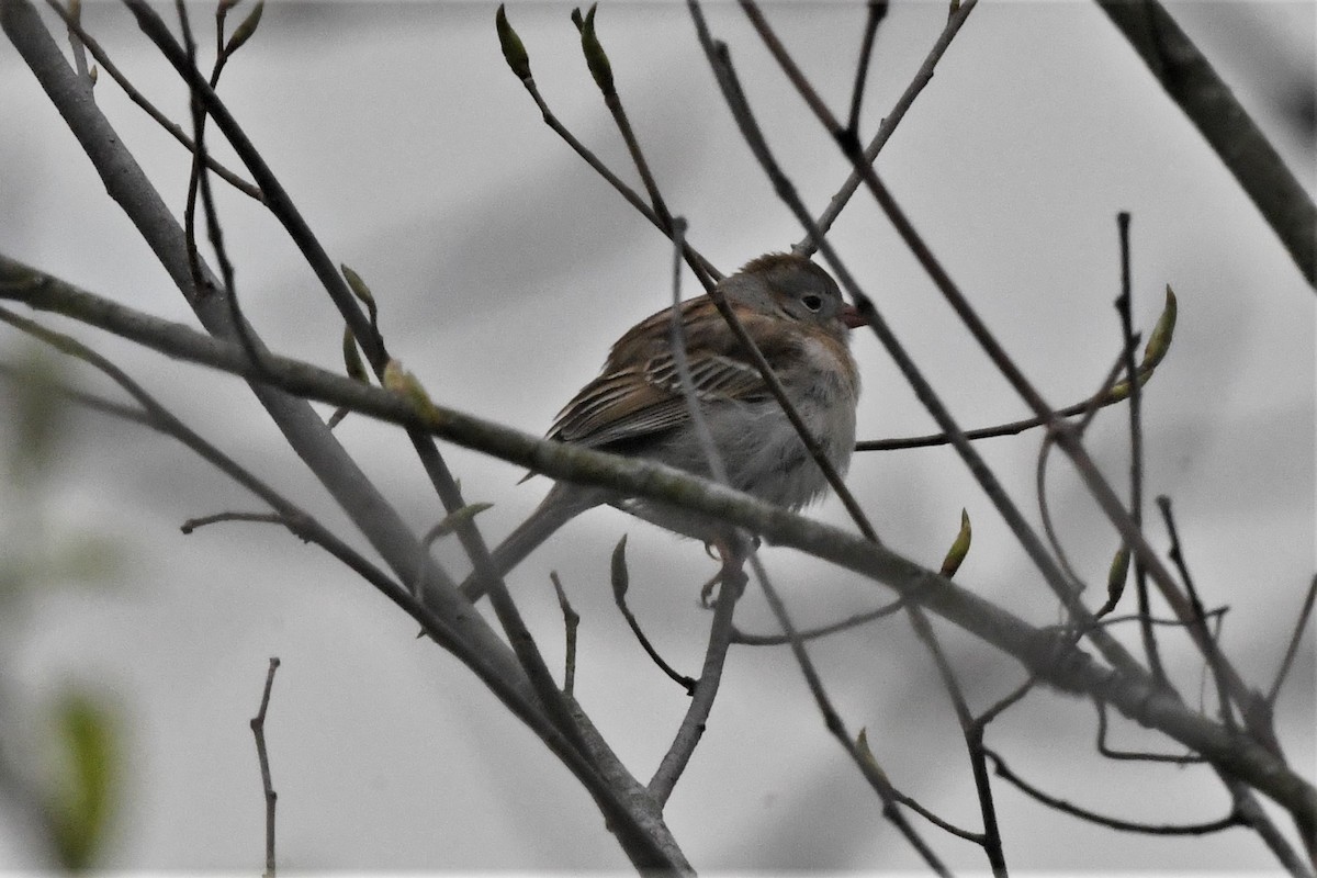 Field Sparrow - ML618042975