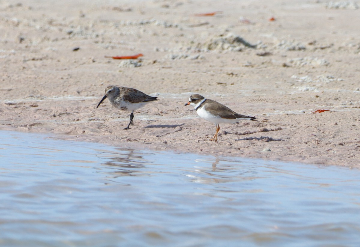 Semipalmated Plover - Chris Montroy