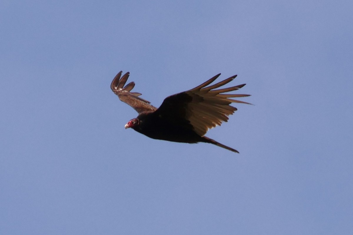 Turkey Vulture - Chad Cornish