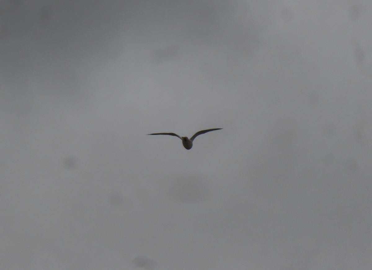 Делавэрская чайка - ML618043035