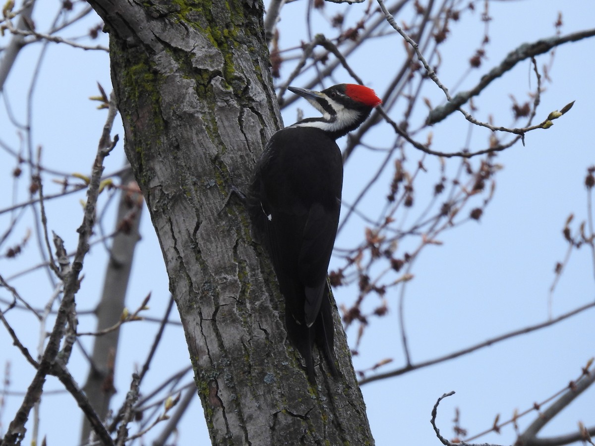 Pileated Woodpecker - Dave HH