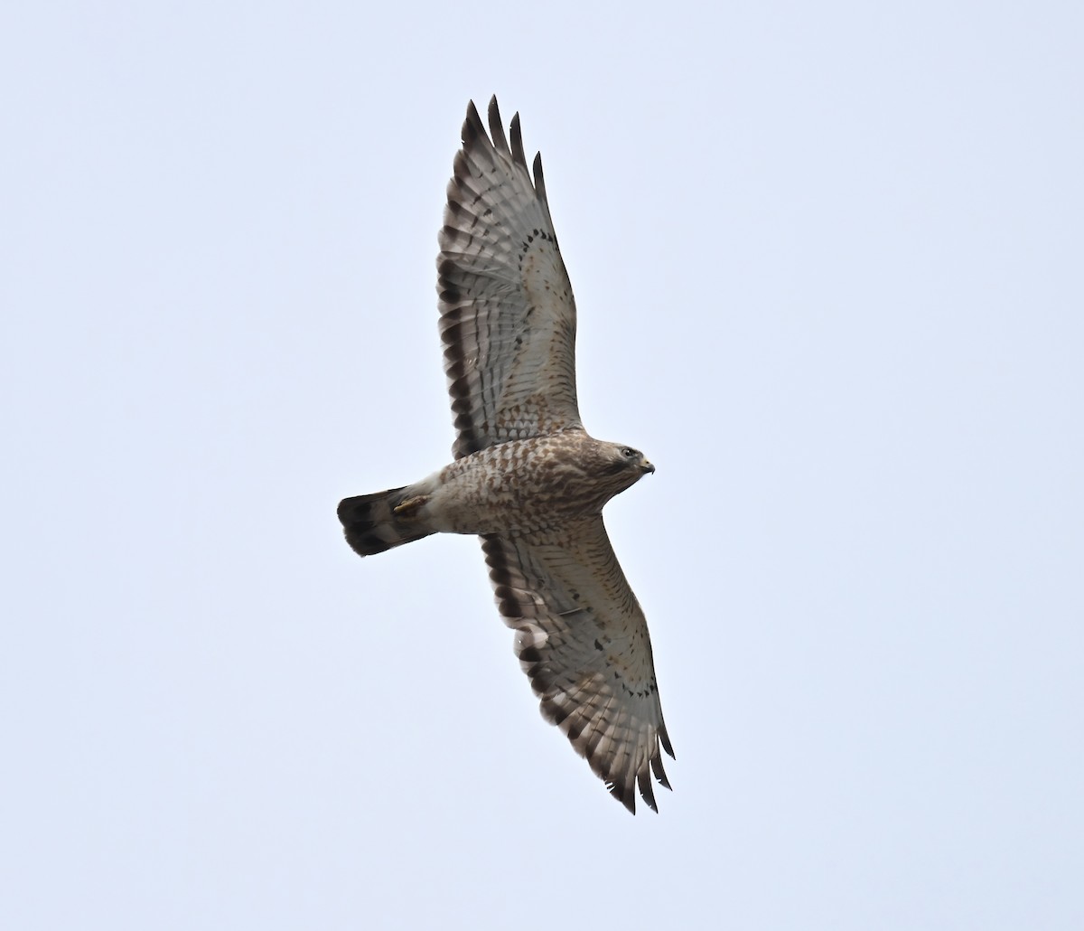 Broad-winged Hawk - ML618043067