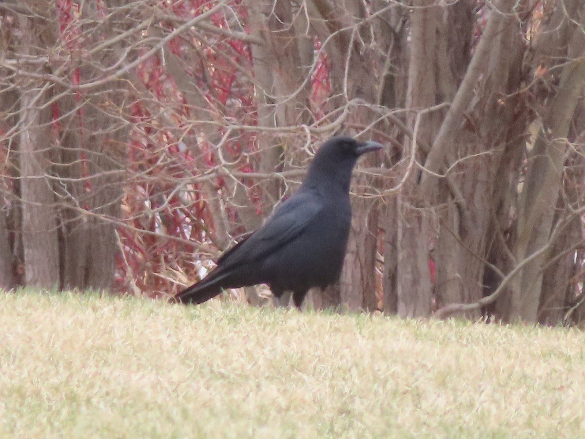 American Crow - ML618043087