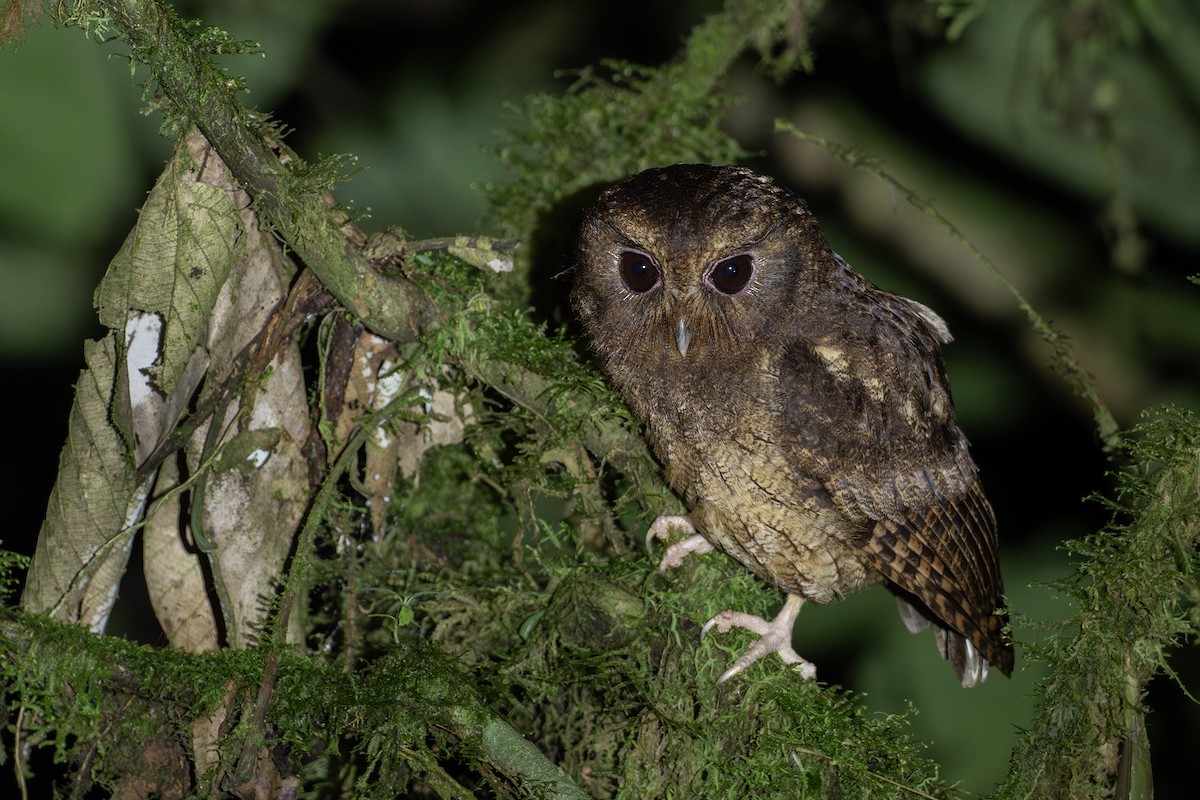 Rufescent Screech-Owl (Colombian) - ML618043109