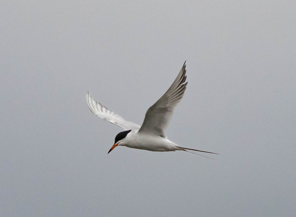 Forster's Tern - Carrie Thom