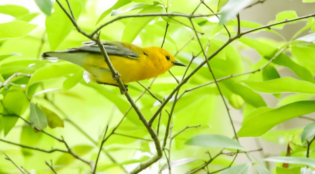Prothonotary Warbler - ML618043120
