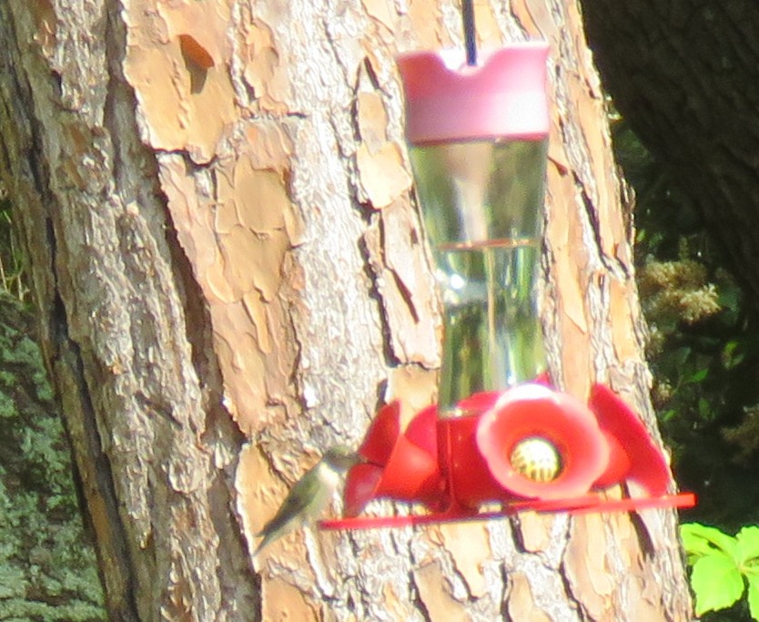 Рубиновогорлый колибри - ML618043123
