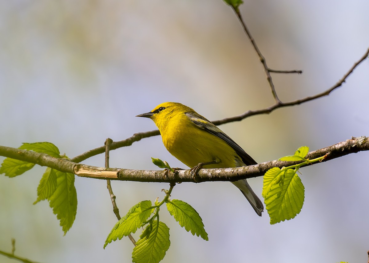 Blue-winged Warbler - David French