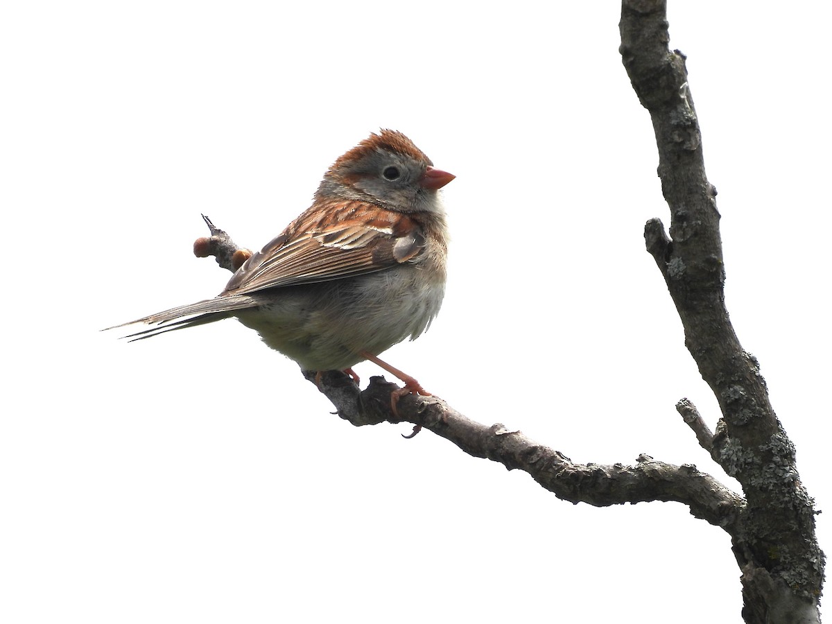Field Sparrow - ML618043226
