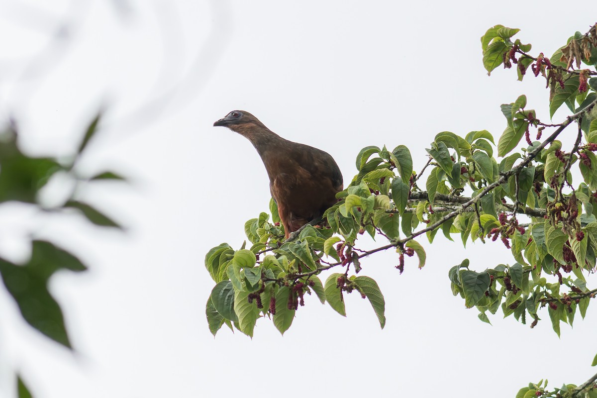 Sickle-winged Guan - ML618043242