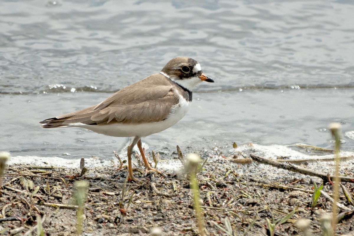 Semipalmated Plover - ML618043304