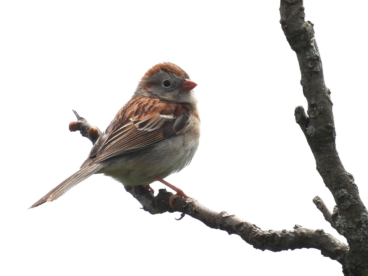 Field Sparrow - Susan Gowen