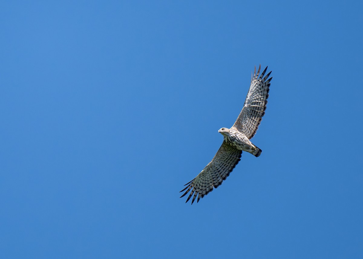 Blyth's Hawk-Eagle - Heyn de Kock