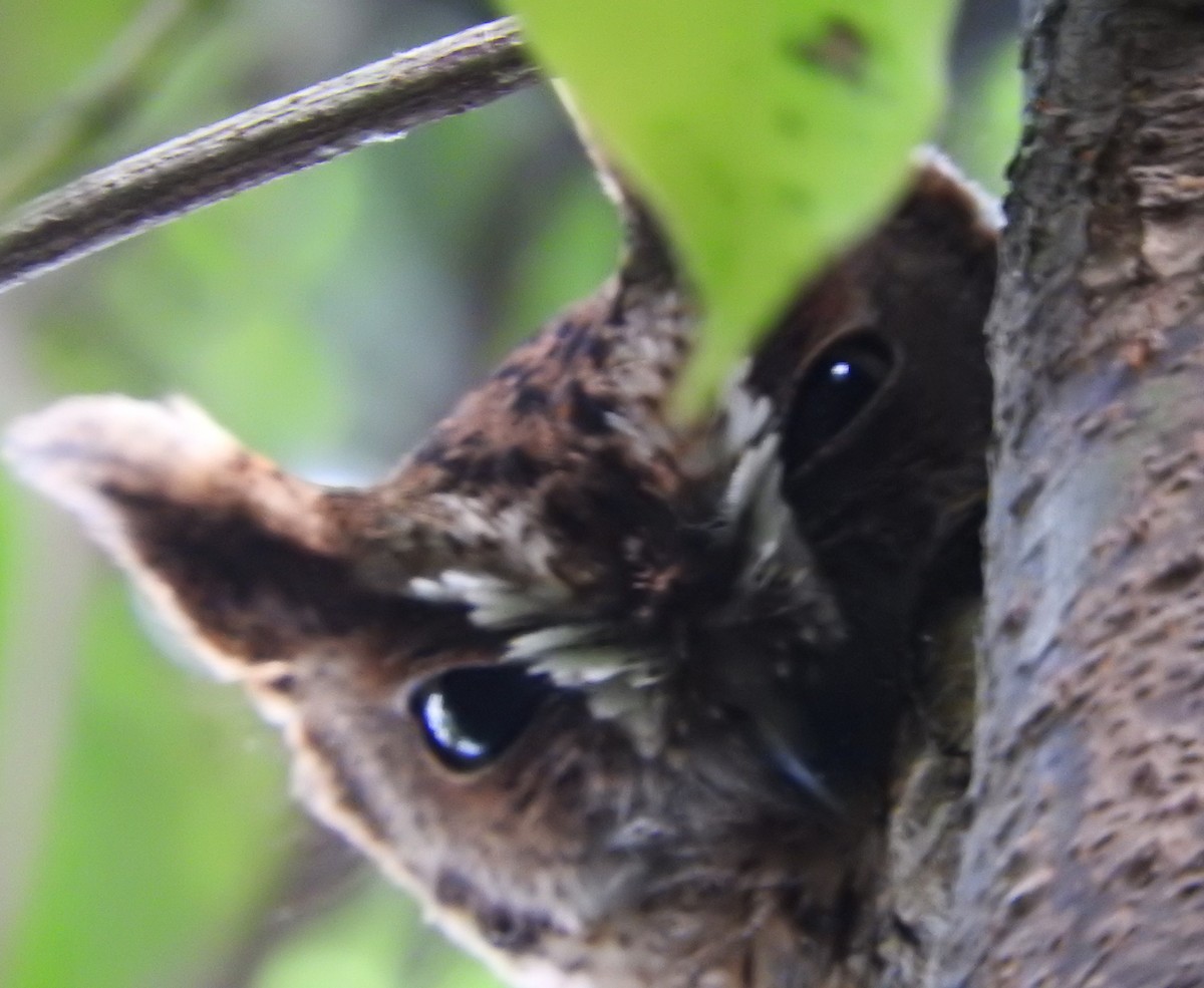 Eastern Screech-Owl - Mark Meunier