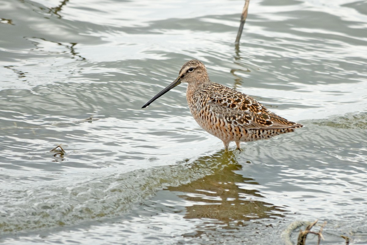 Long-billed Dowitcher - ML618043335