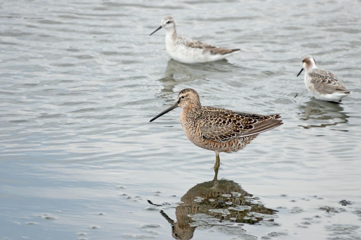 Long-billed Dowitcher - ML618043337