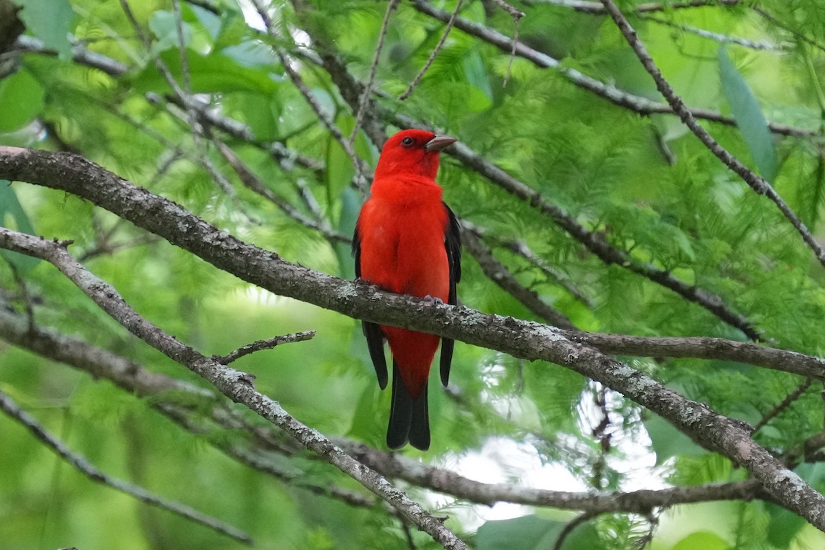Scarlet Tanager - ML618043405