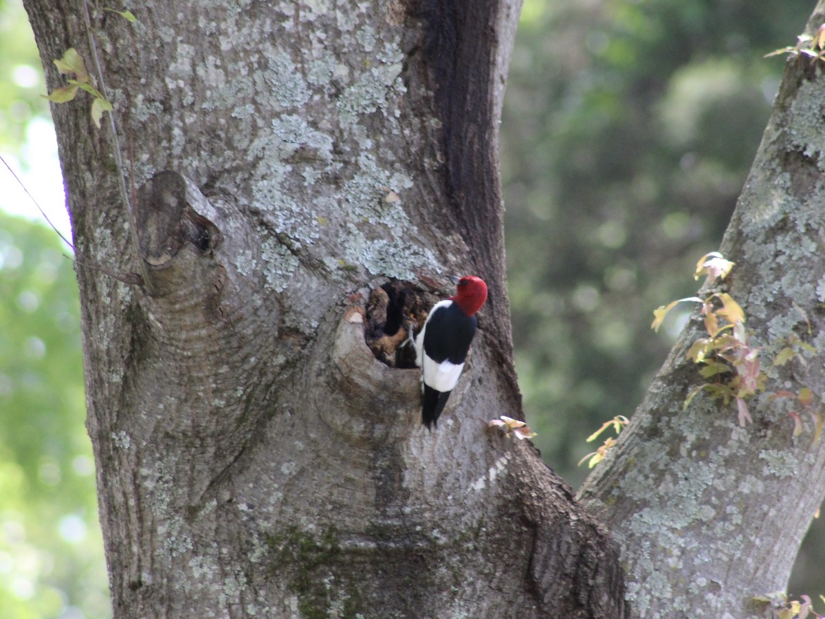 Red-headed Woodpecker - Mary Randolph-Frye