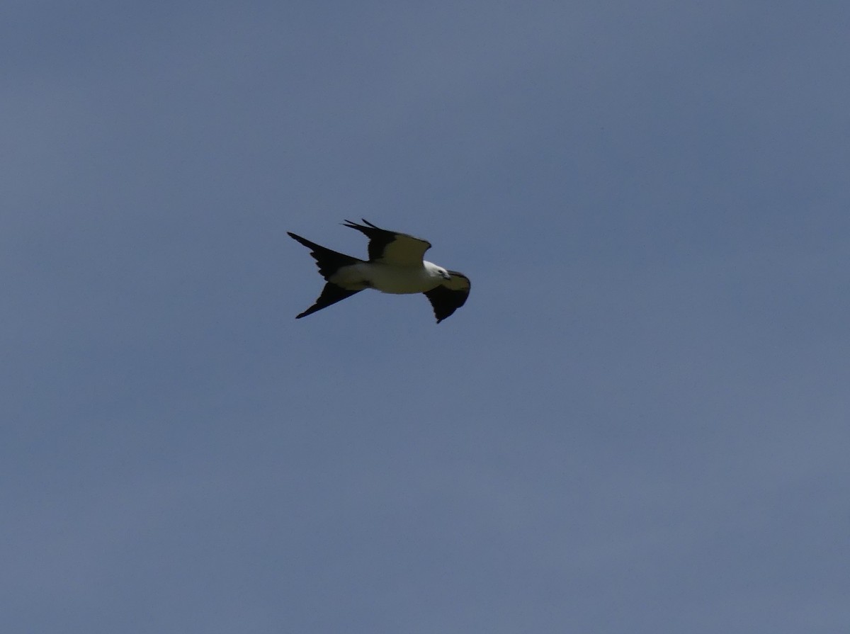 Swallow-tailed Kite - ML618043435