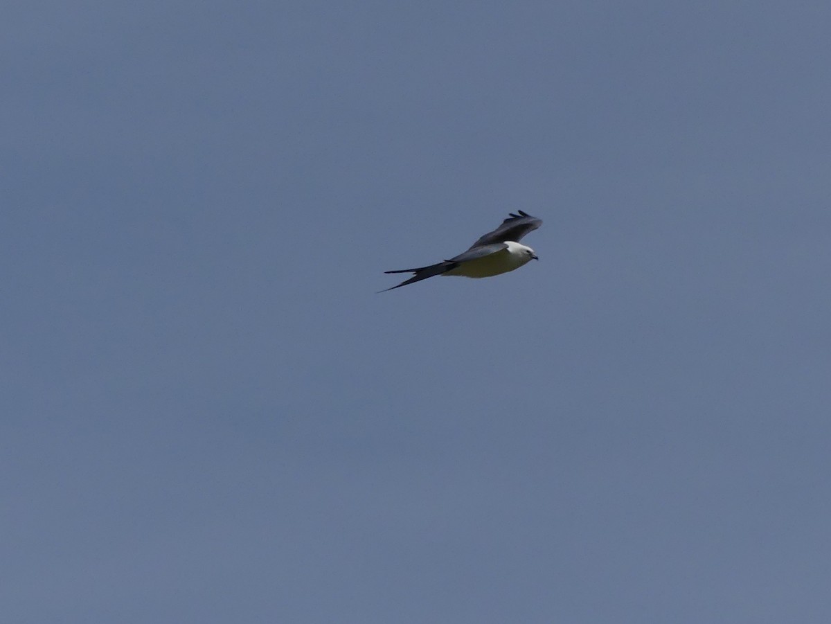 Swallow-tailed Kite - ML618043438