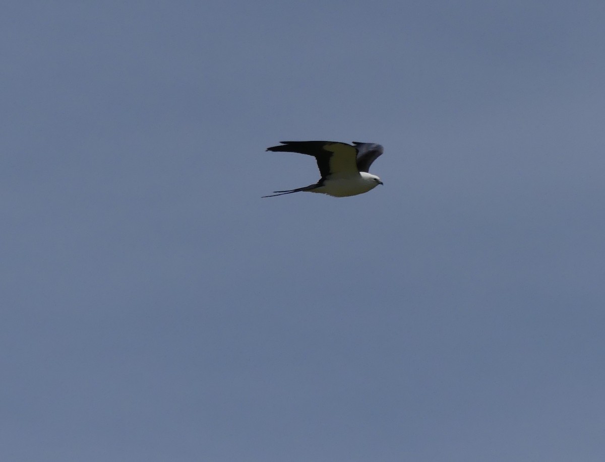 Swallow-tailed Kite - ML618043446