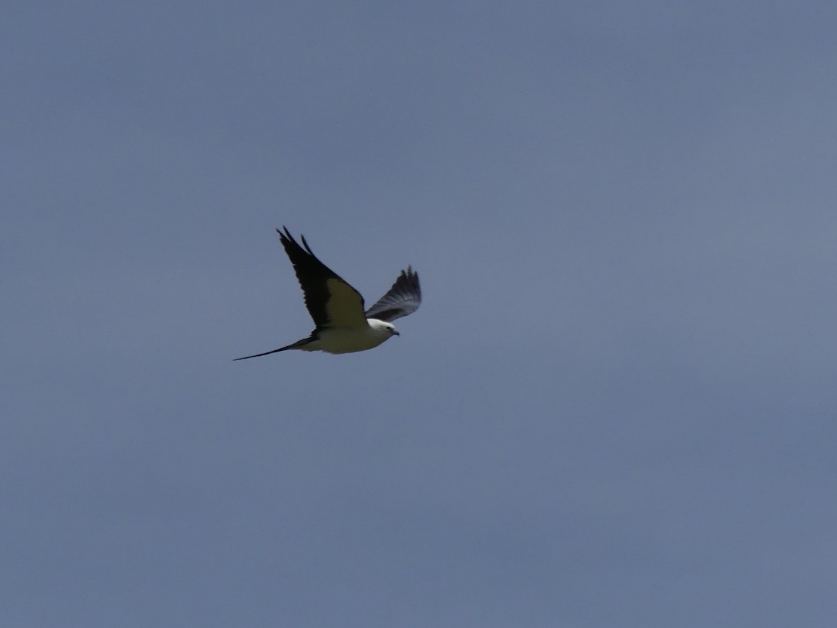 Swallow-tailed Kite - ML618043450