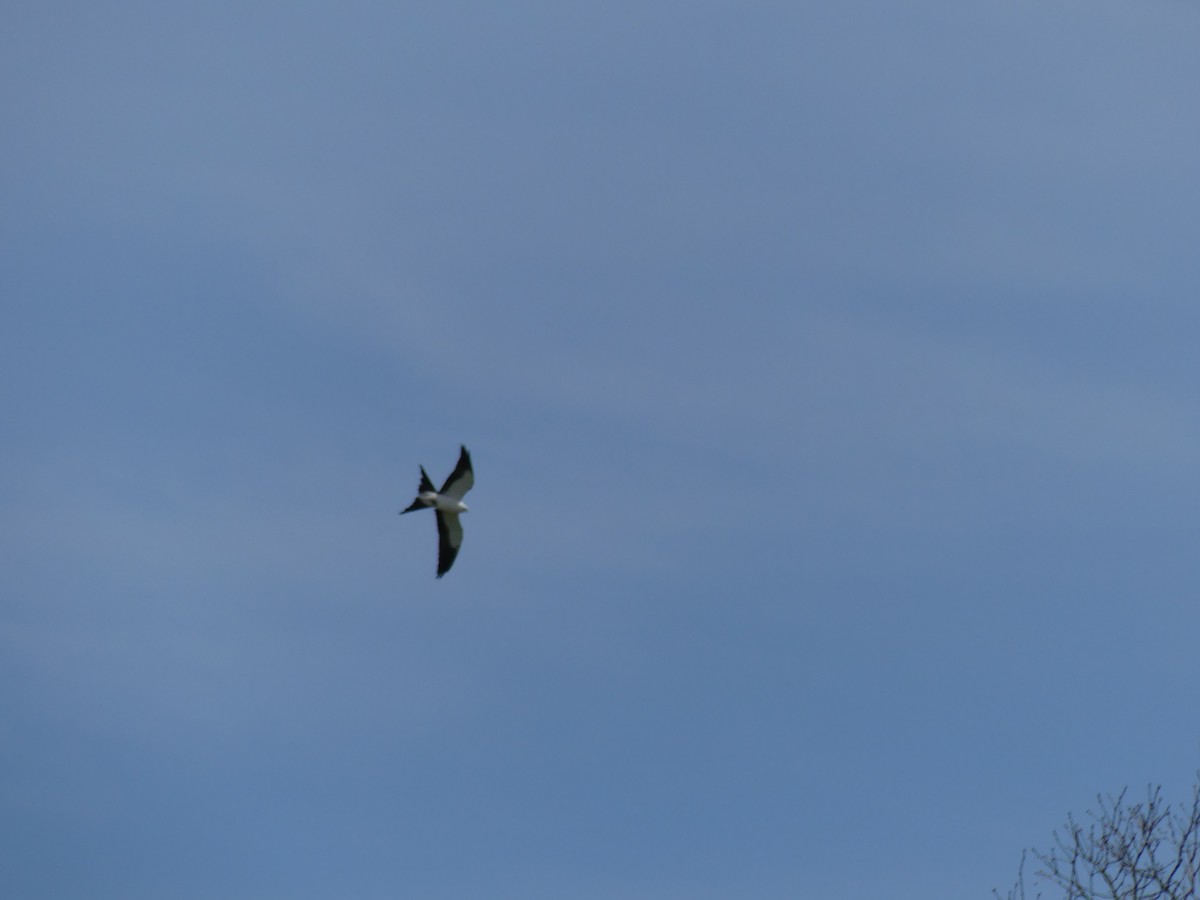 Swallow-tailed Kite - ML618043454
