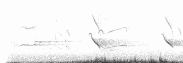 Fischadler (carolinensis) - ML618043459