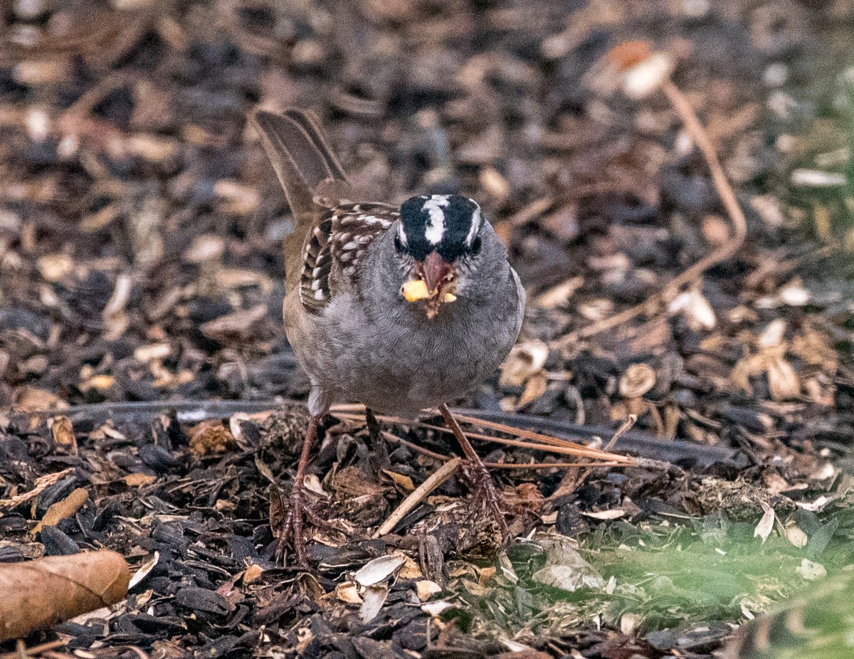 White-crowned Sparrow - ML618043505
