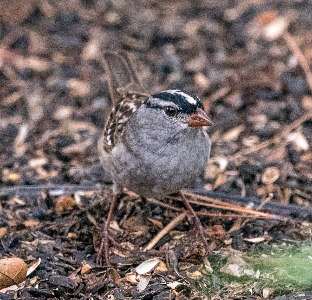 White-crowned Sparrow - D&D Norris