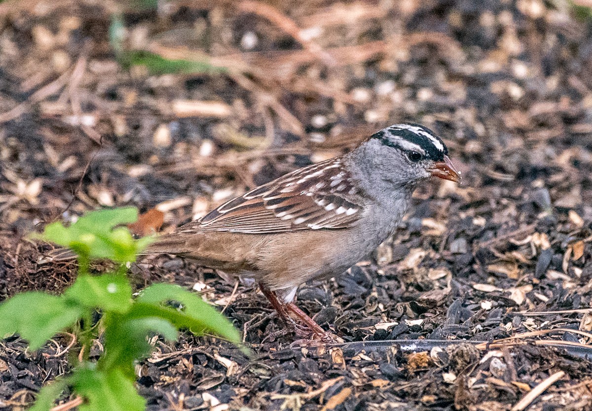 White-crowned Sparrow - ML618043507
