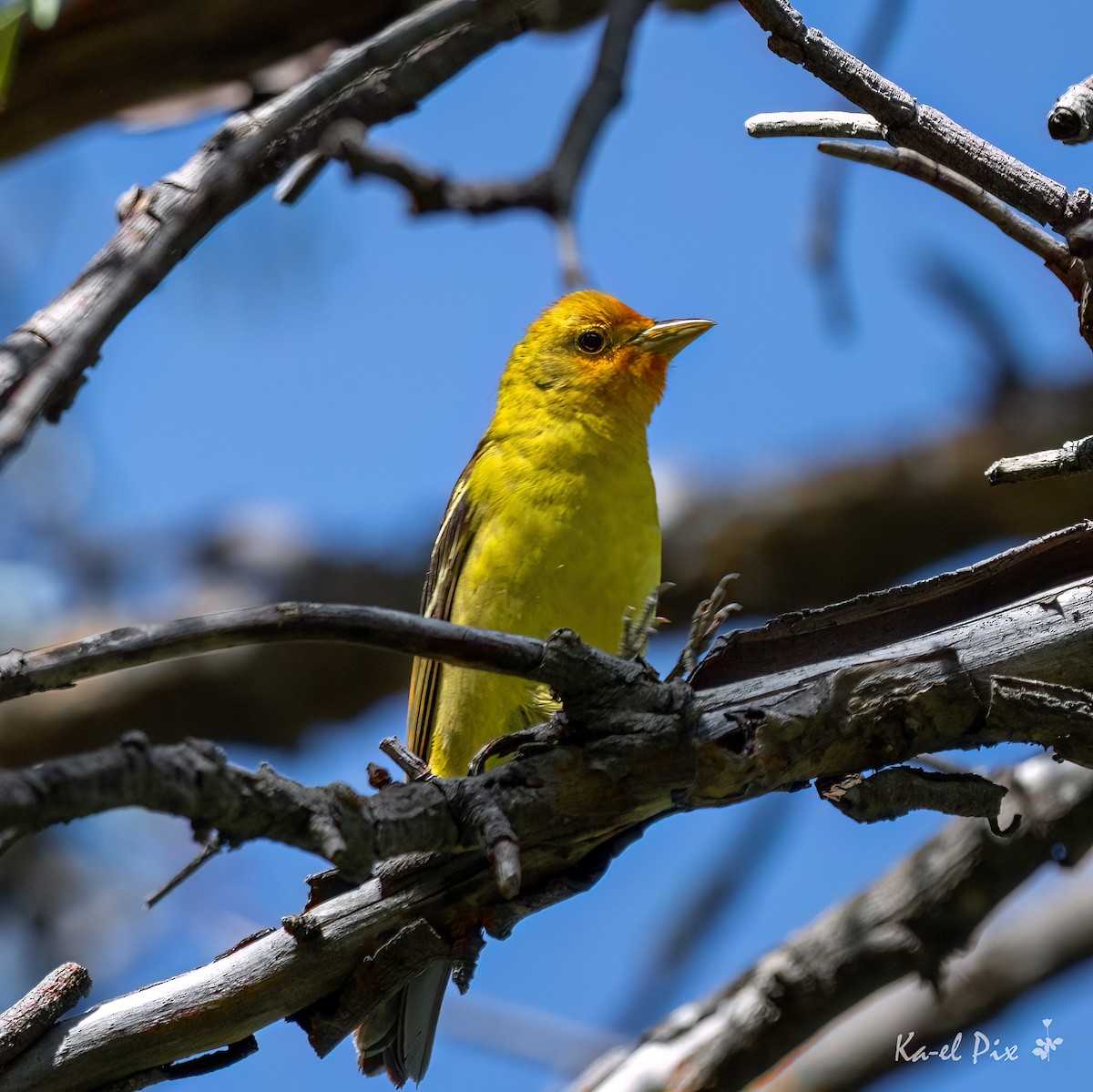 Western Tanager - ML618043508