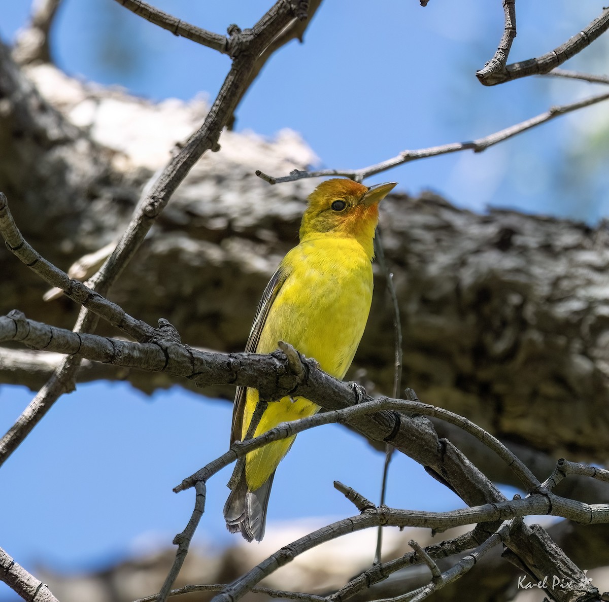 Western Tanager - ML618043509