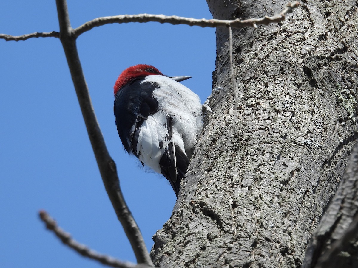 Red-headed Woodpecker - ML618043554