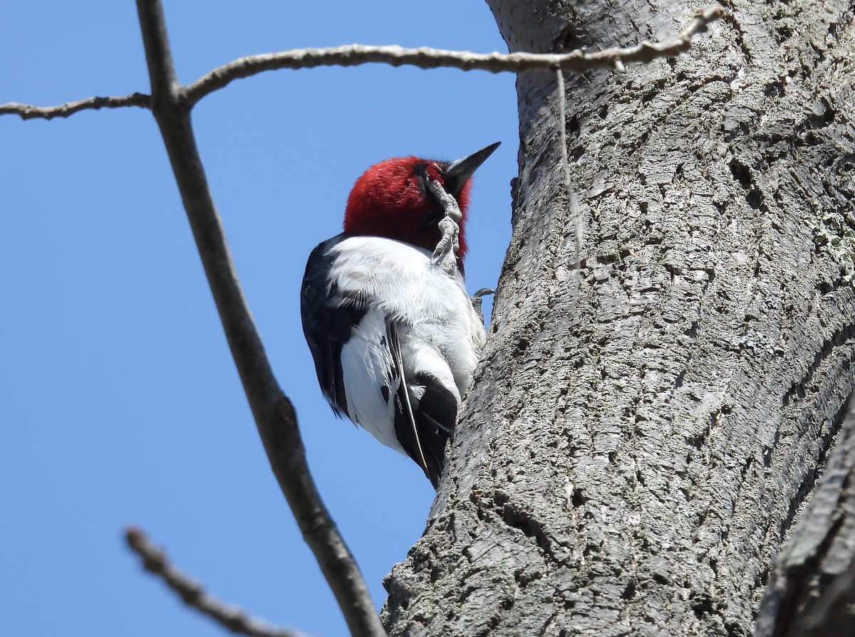Red-headed Woodpecker - ML618043555