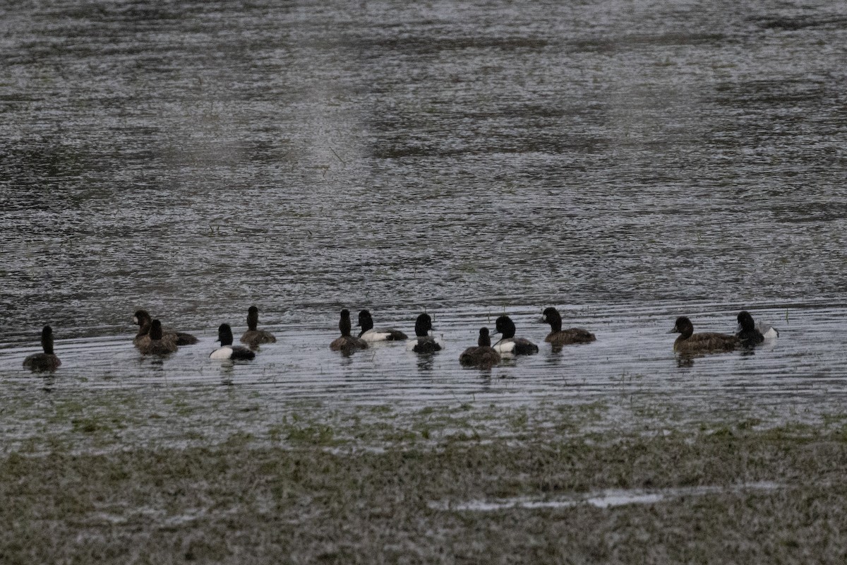 Greater/Lesser Scaup - Ted Keyel