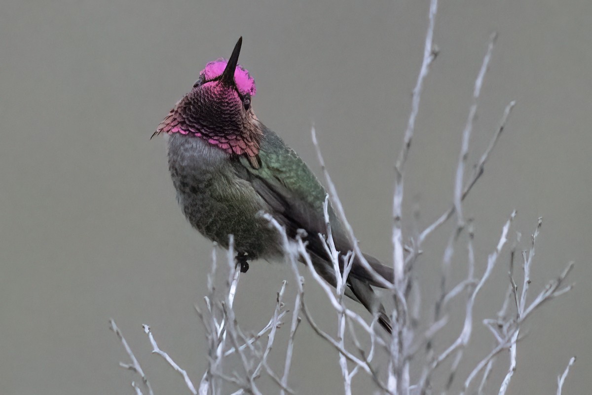 Anna's Hummingbird - ML618043633
