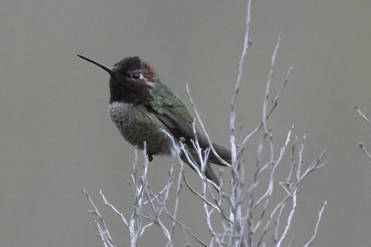 Anna's Hummingbird - ML618043637