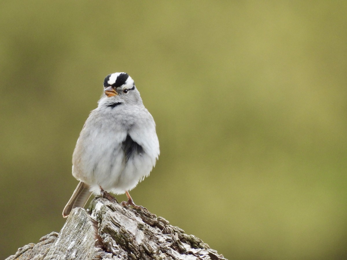 White-crowned Sparrow - Paul Graham