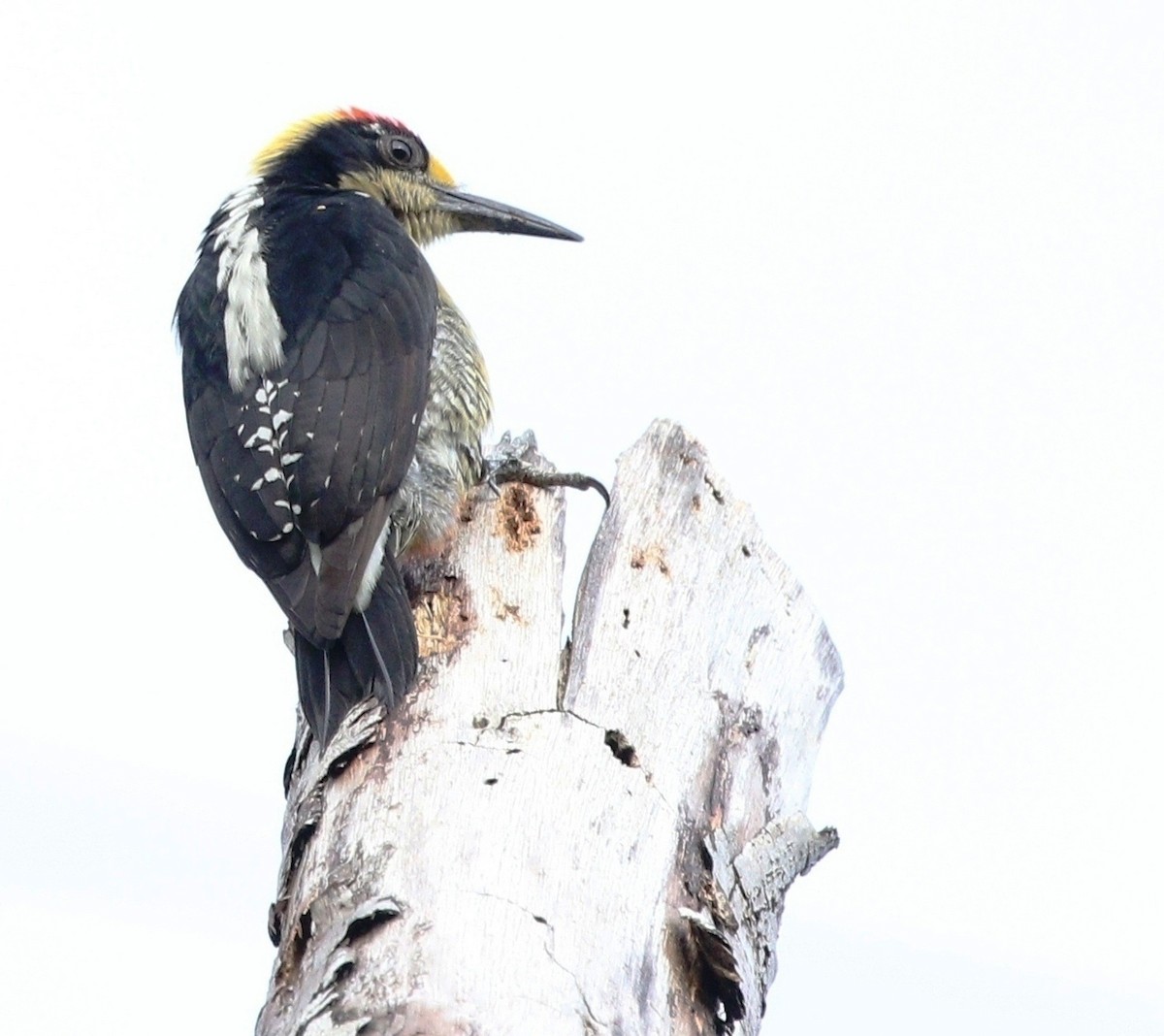Golden-naped Woodpecker - ML618043651
