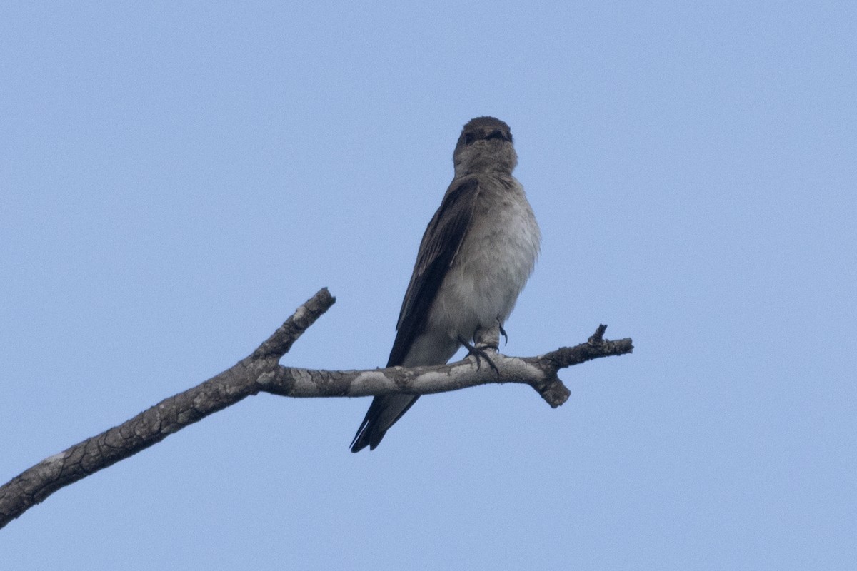Northern Rough-winged Swallow - ML618043661
