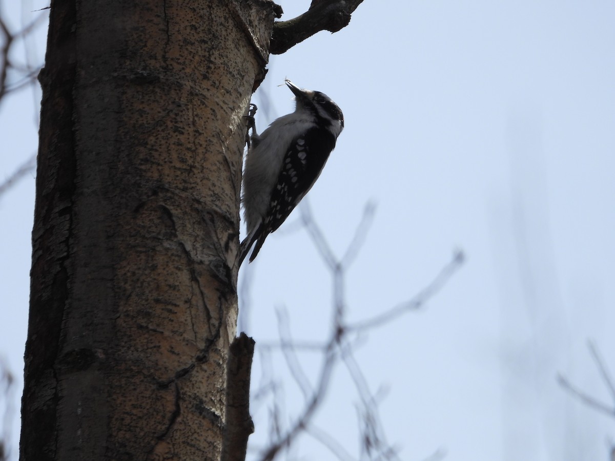 Downy Woodpecker - ML618043682