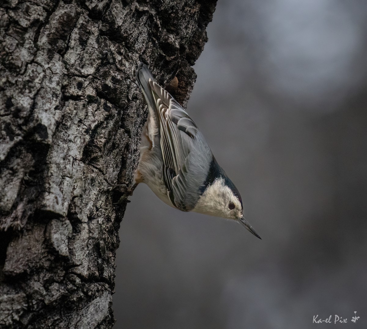 White-breasted Nuthatch - ML618043707