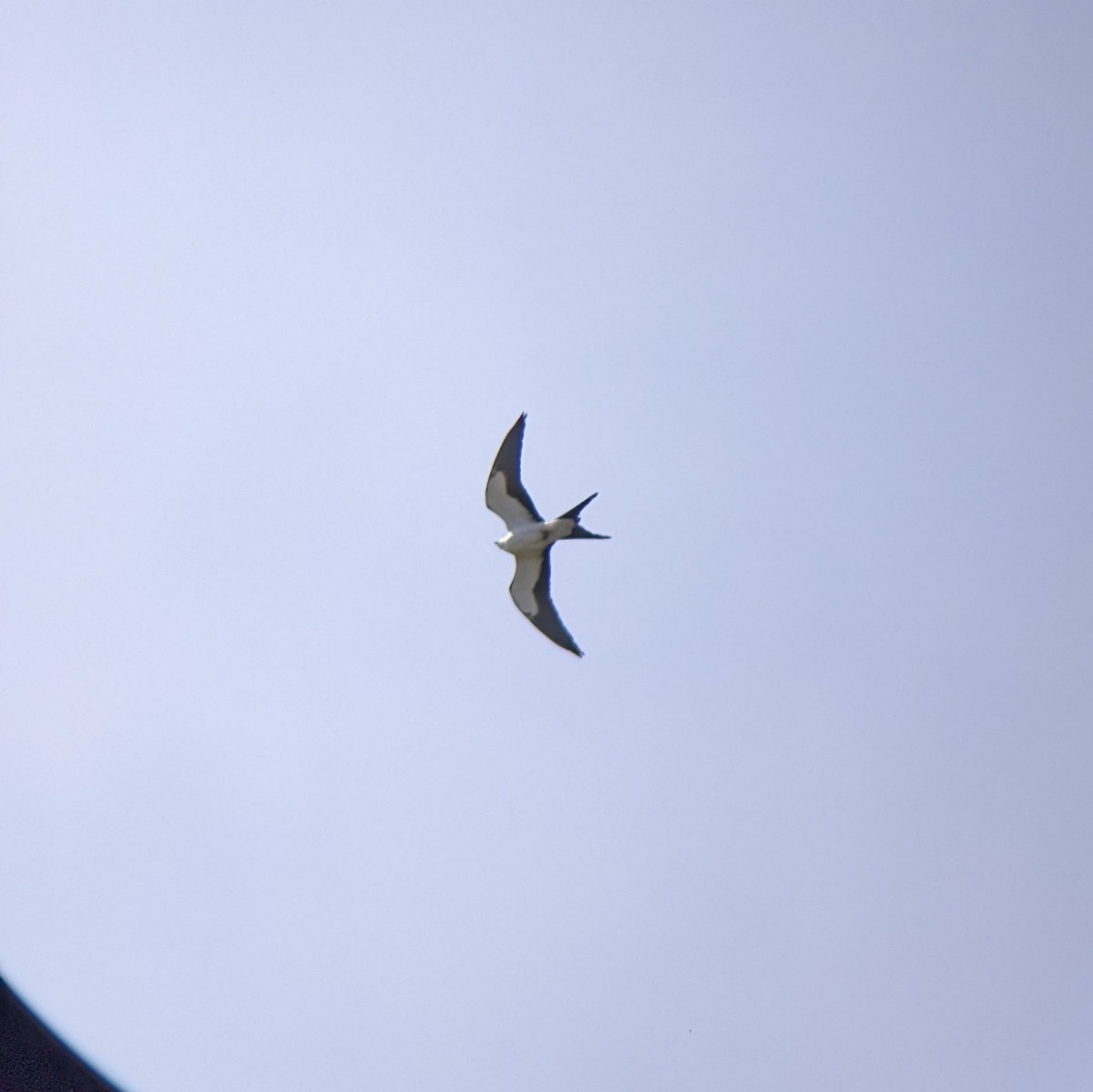 Swallow-tailed Kite - ML618043716