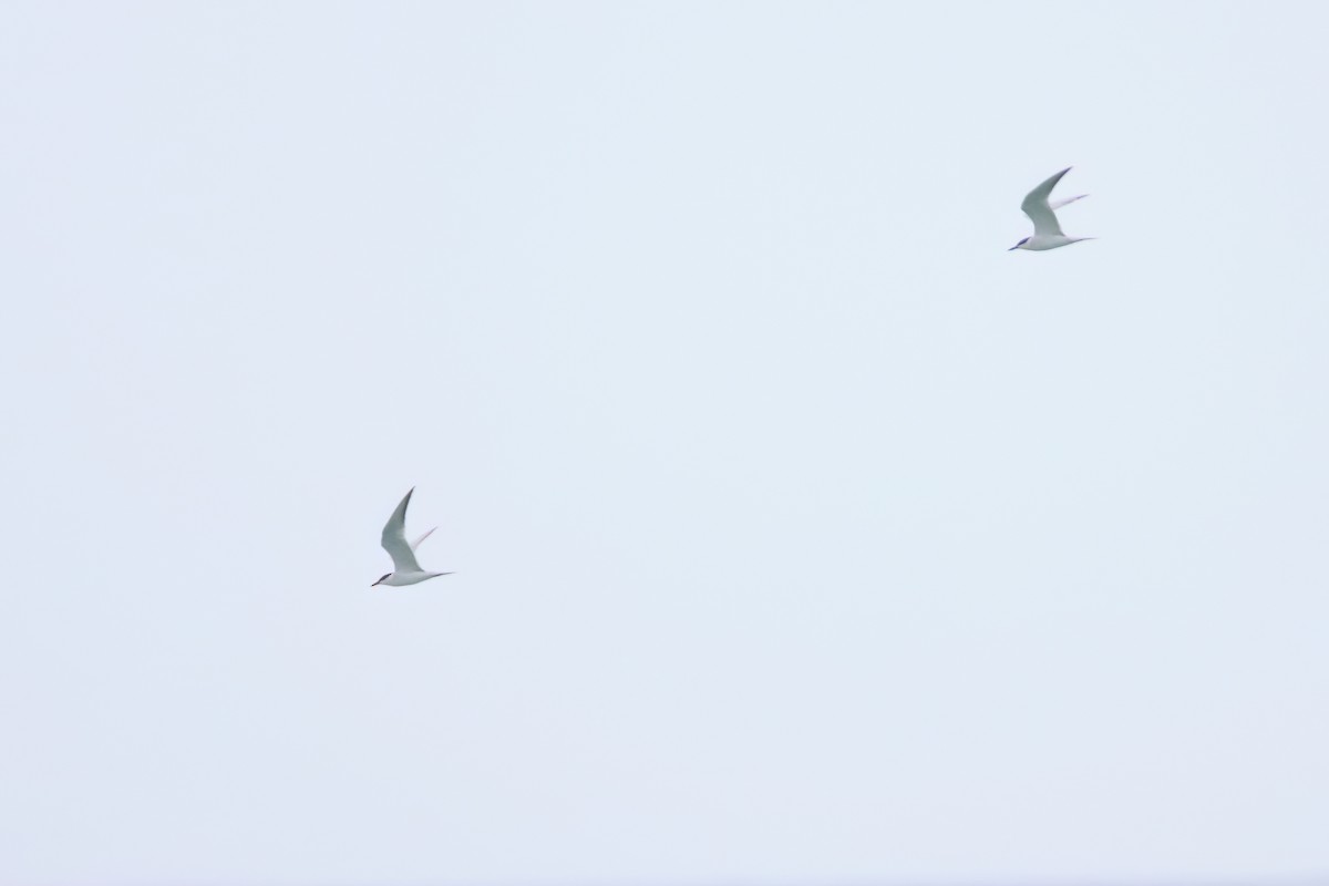 Gull-billed Tern - Eric Mozas Casamayor